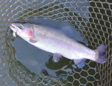 意外と釣れるぞ ～大安トラウトレイク～